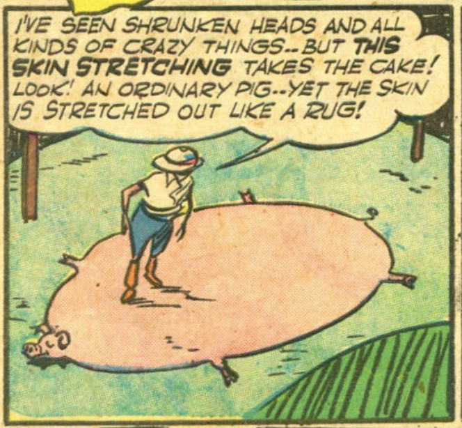 A man standing on a stretched out pig saying "IVE SEEN SHRUNKEN HEADS AND ALL KINDS OF CRAZY THINGS.. BUT THIS SKIN STRETCHING TAKES THE CAKE. ! LOOK! AN ORDINARY PIG..YET THE SKIN IS STRETCHED OUT LIKE A RUG!"